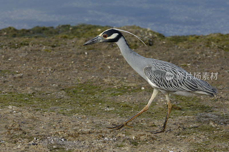 黄冠夜鹭，紫锥菊;Nycticorax violacea;丁达林国家野生动物保护区，萨尼贝尔岛，佛罗里达州